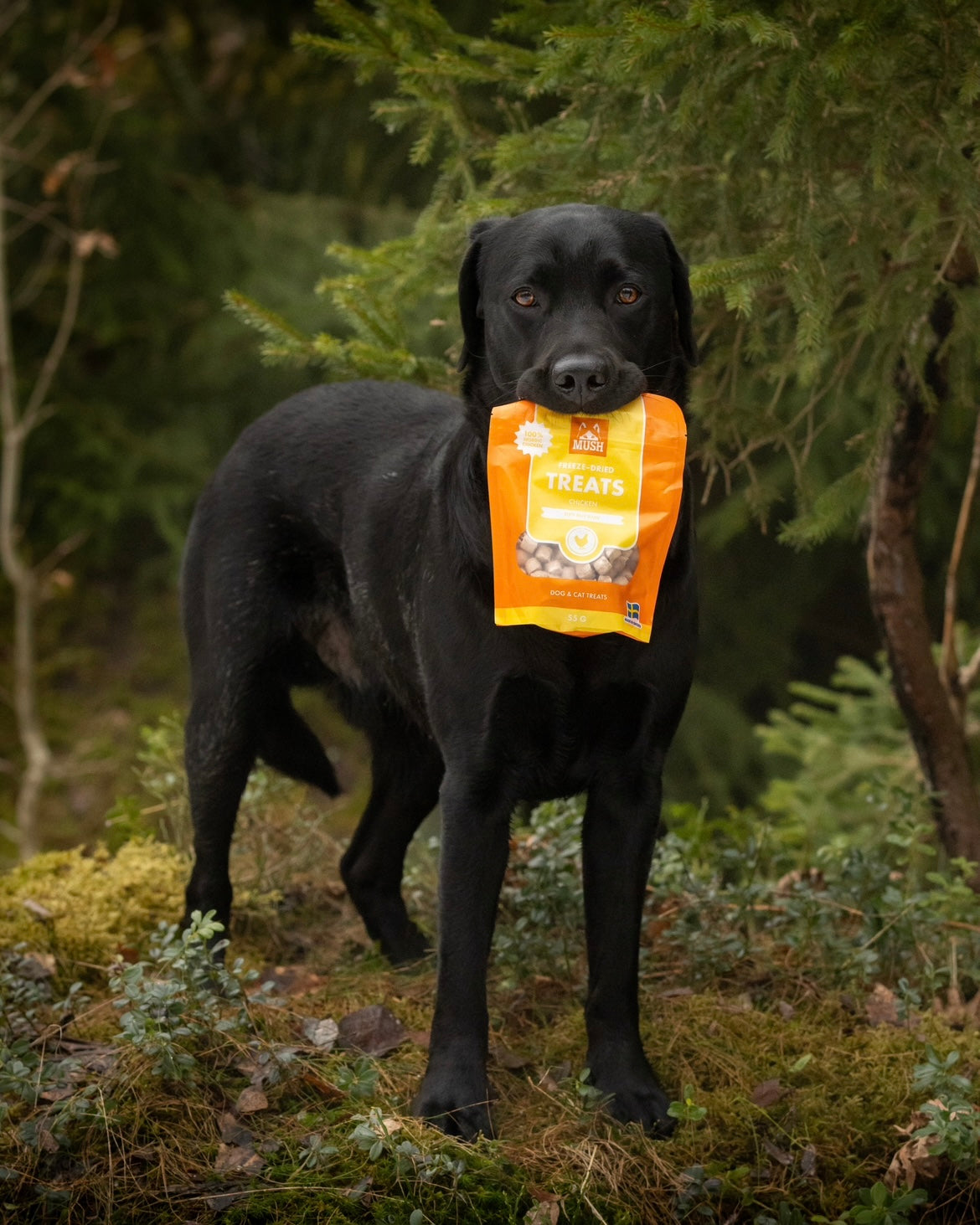 Chicken treats