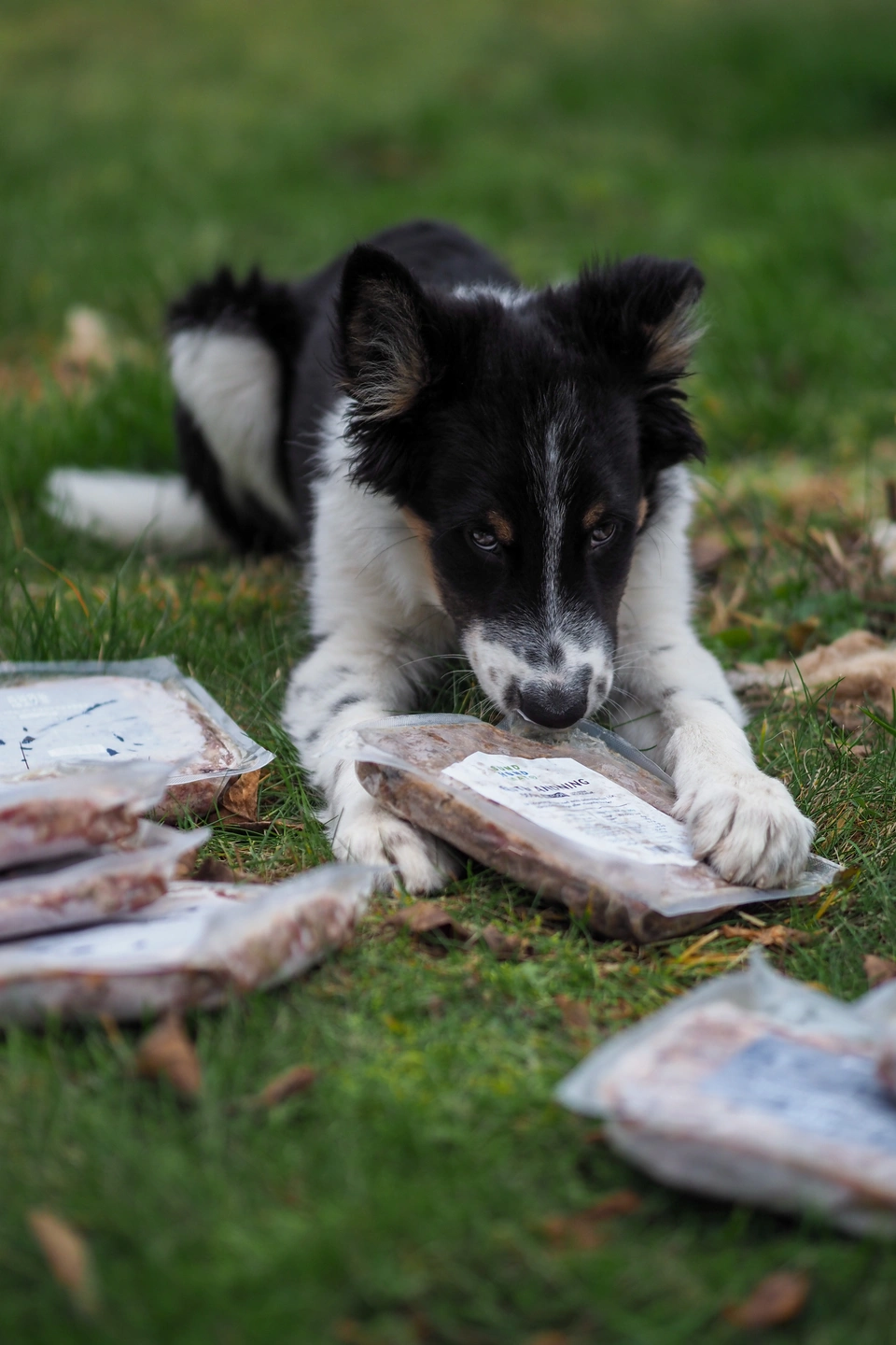 Fryst fullfôr | elite