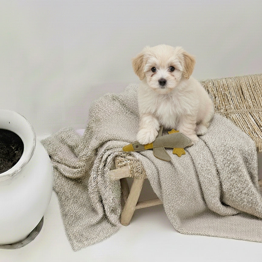 Hundeleke | lille andunge