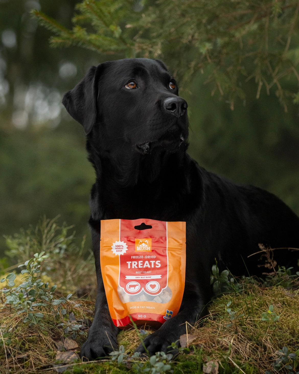 Beef heart treats