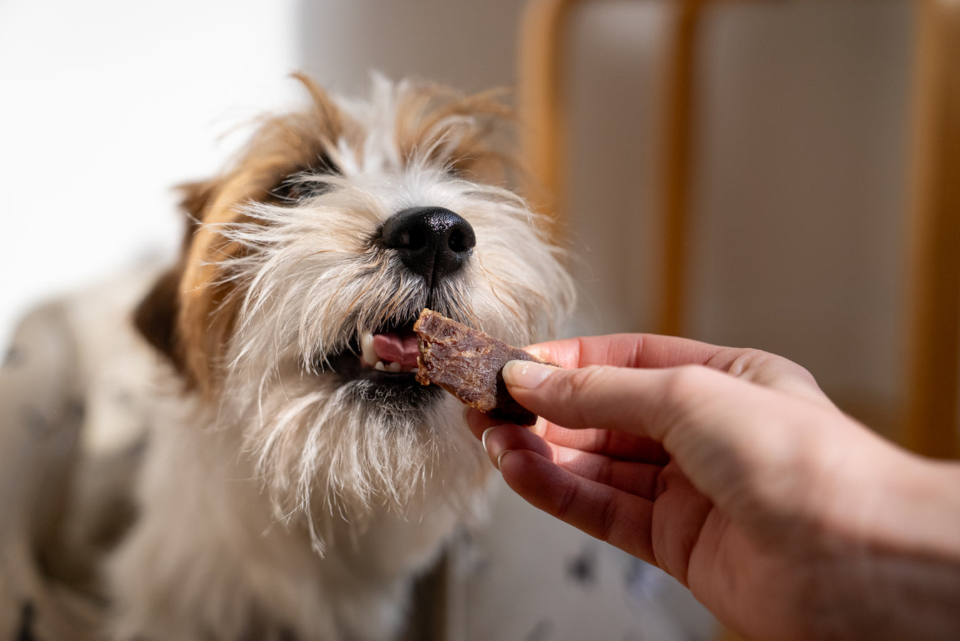 Pork spleen treats