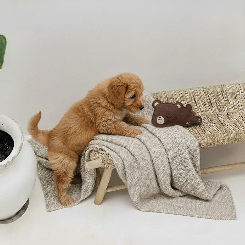 Hundeleke | lille bjørn