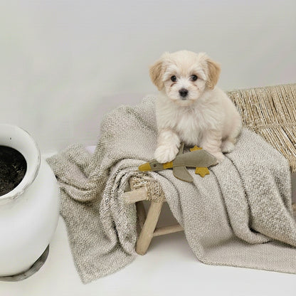 Hundeleke | lille andunge