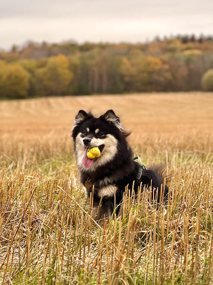 Fetch toy