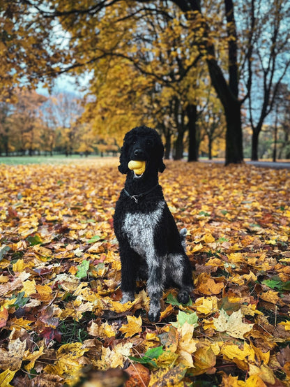 Fetch toy
