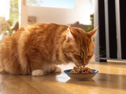 Wet food with venison | for cats